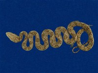 藏品(龜殼花)的圖片